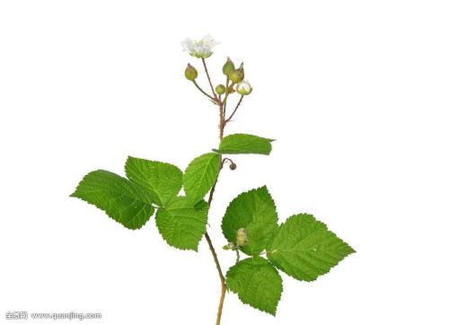 Ó¢¹úµ¥ÈÕÐÂÔöÈ·ÕïÆÆ4ÍòÀý ÓÖÓÐ3¹úÏÖ±äÒìйڲ¡¶¾