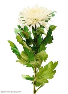 Ñé¹Ïʦ³ÉÍøºì!ÈÕÇÃÎ÷¹Ï3000¸ö ¾«×¼±æ±ðÌð¶Èºñ¶È