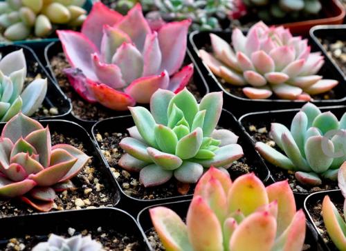 2025¹úÇìµµµçÓ°×ÜÆ±·¿Í»ÆÆ15ÒÚÔª